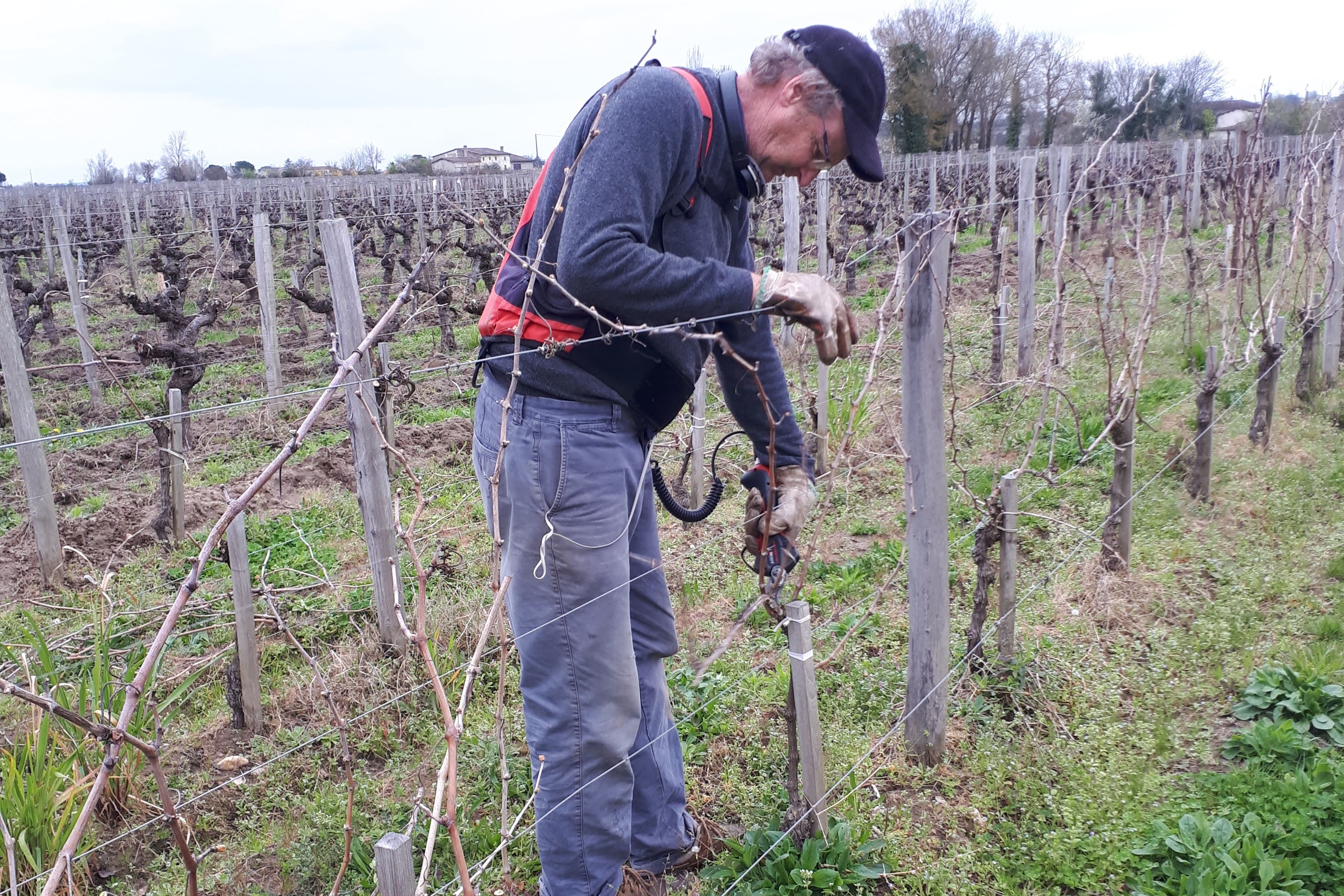 Winter pruning