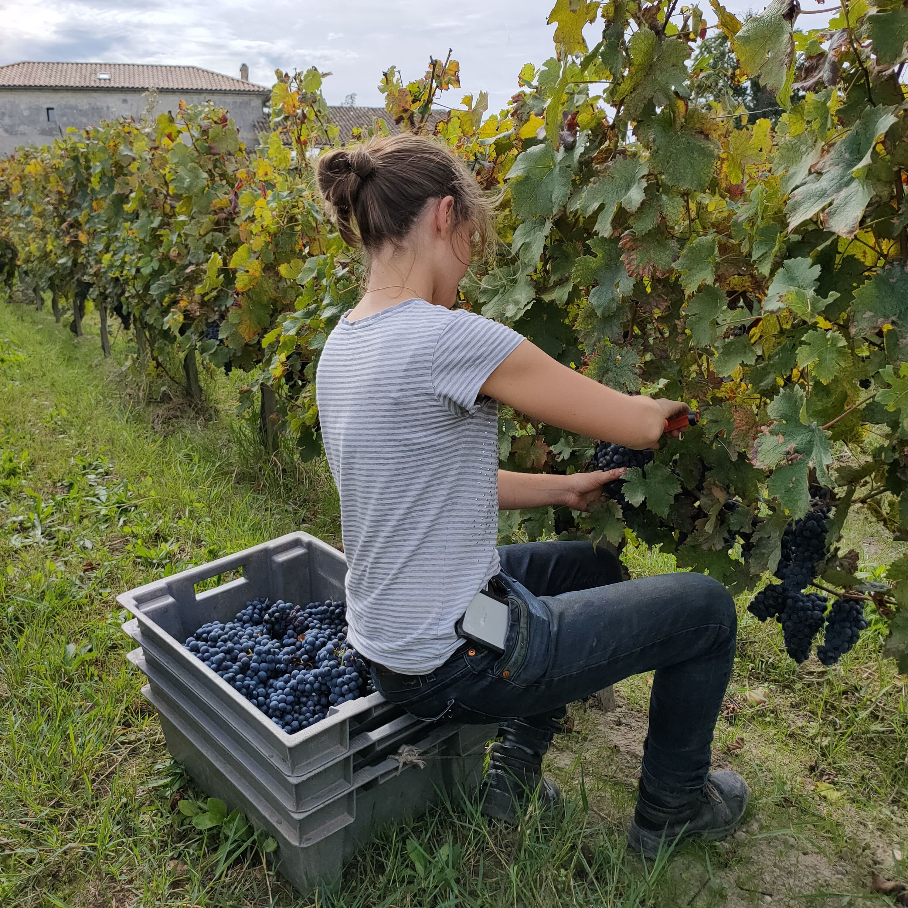 Vendanges en 2021 au Château Les Cabannes