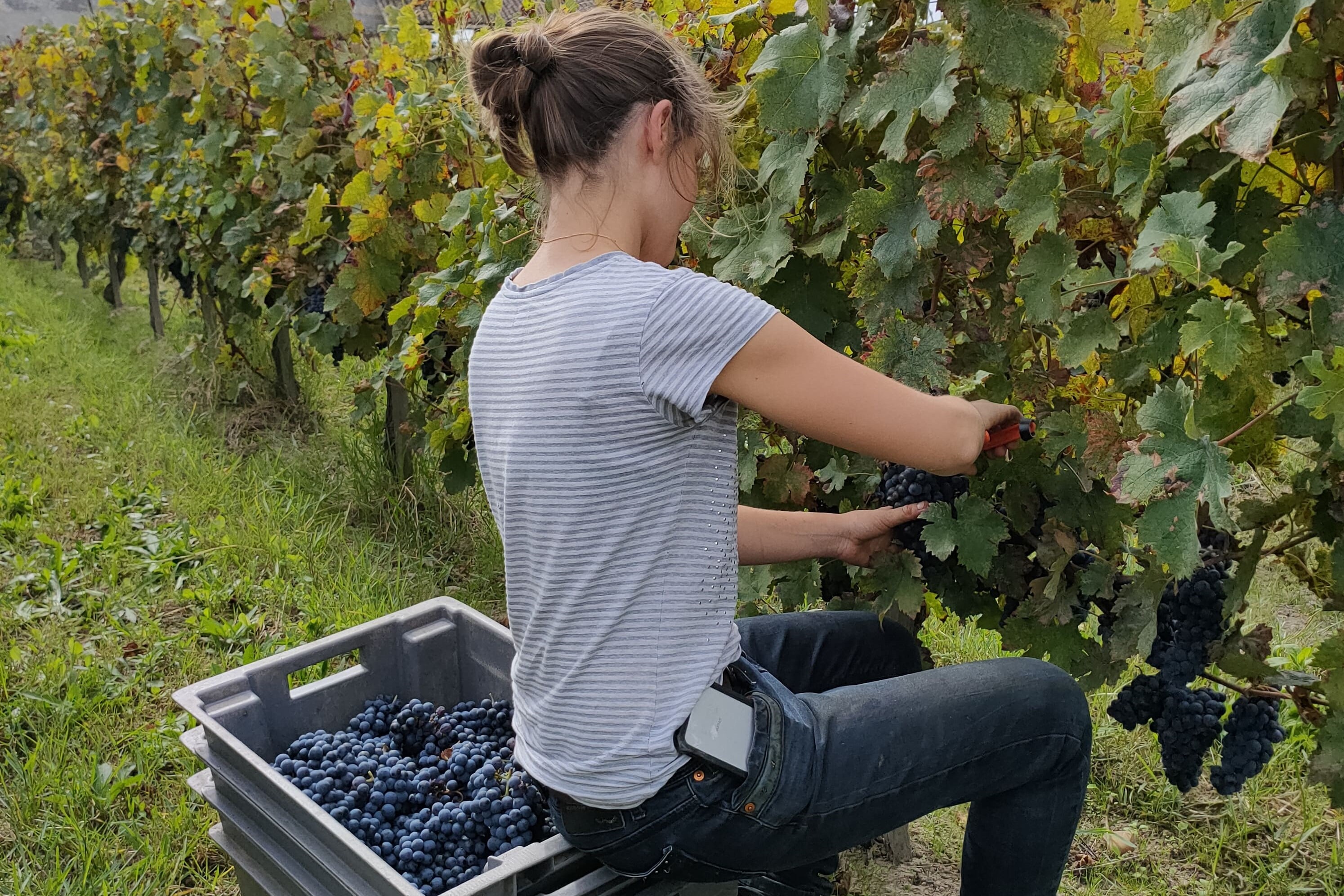 Vendanges 2021