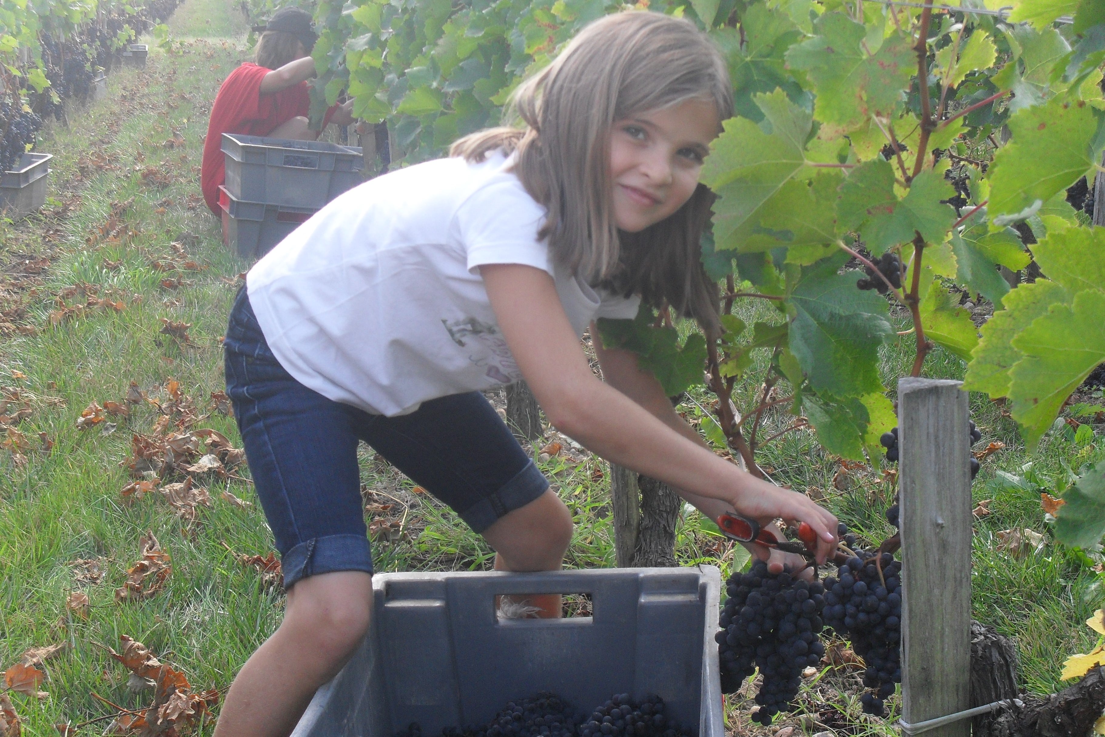 Harvest 2009