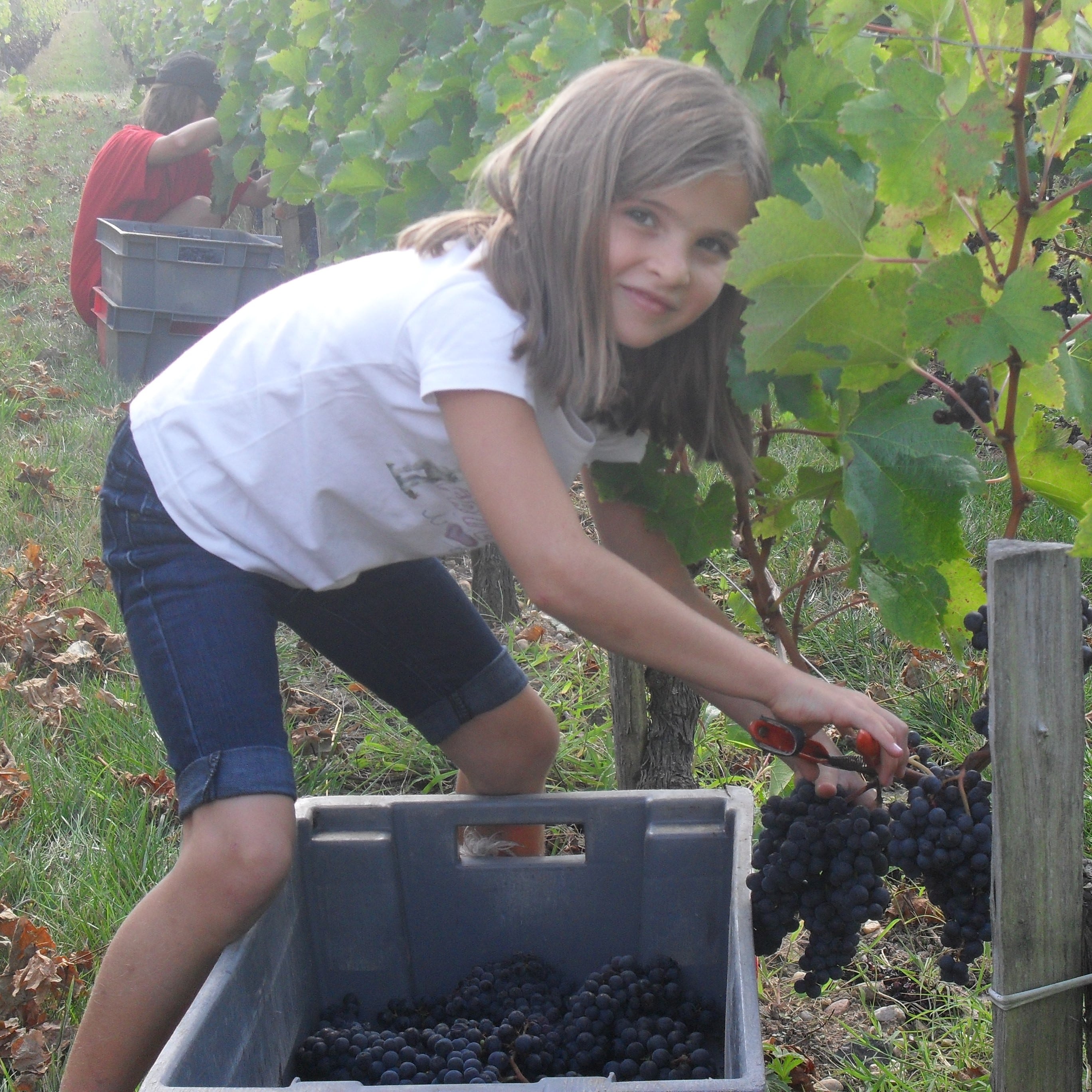 Harvest 2009 at Château Les Cabannes