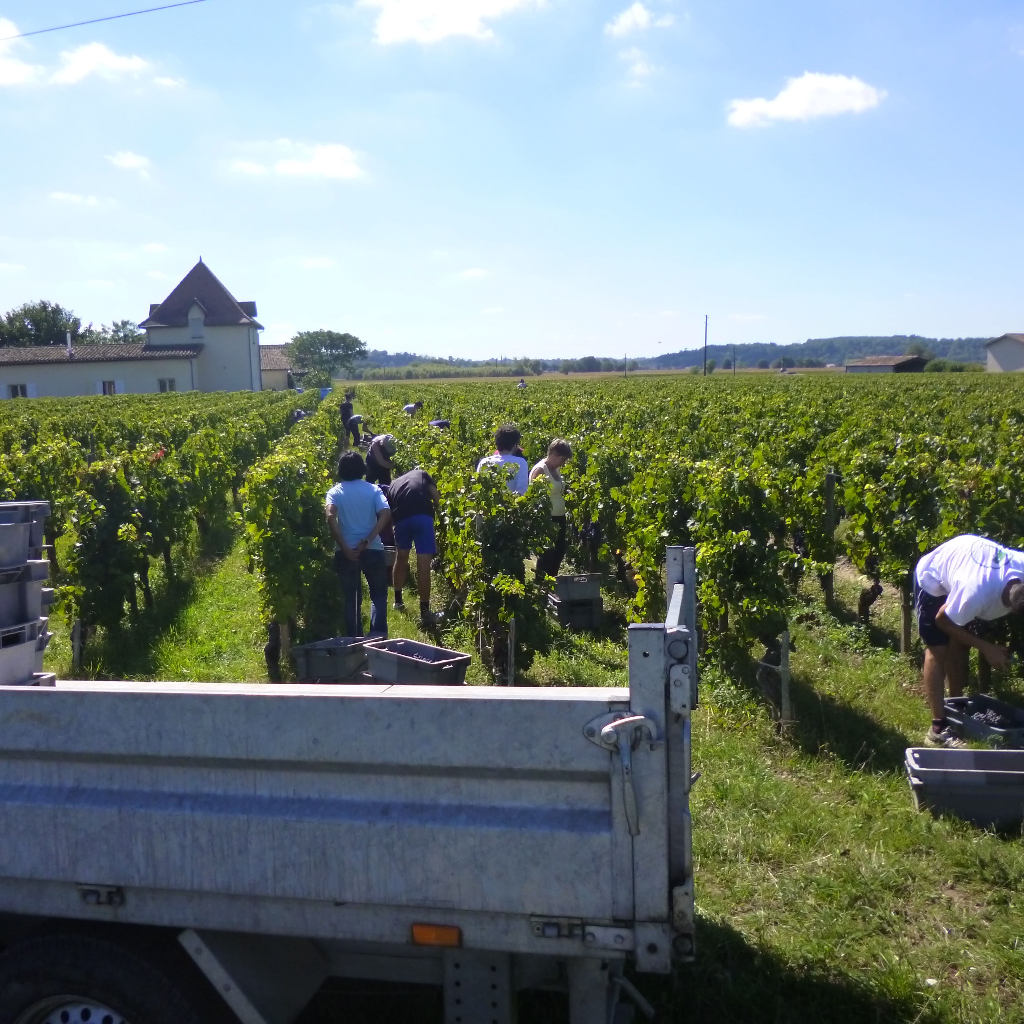 Vendanges en 2018 au Château Les Cabannes