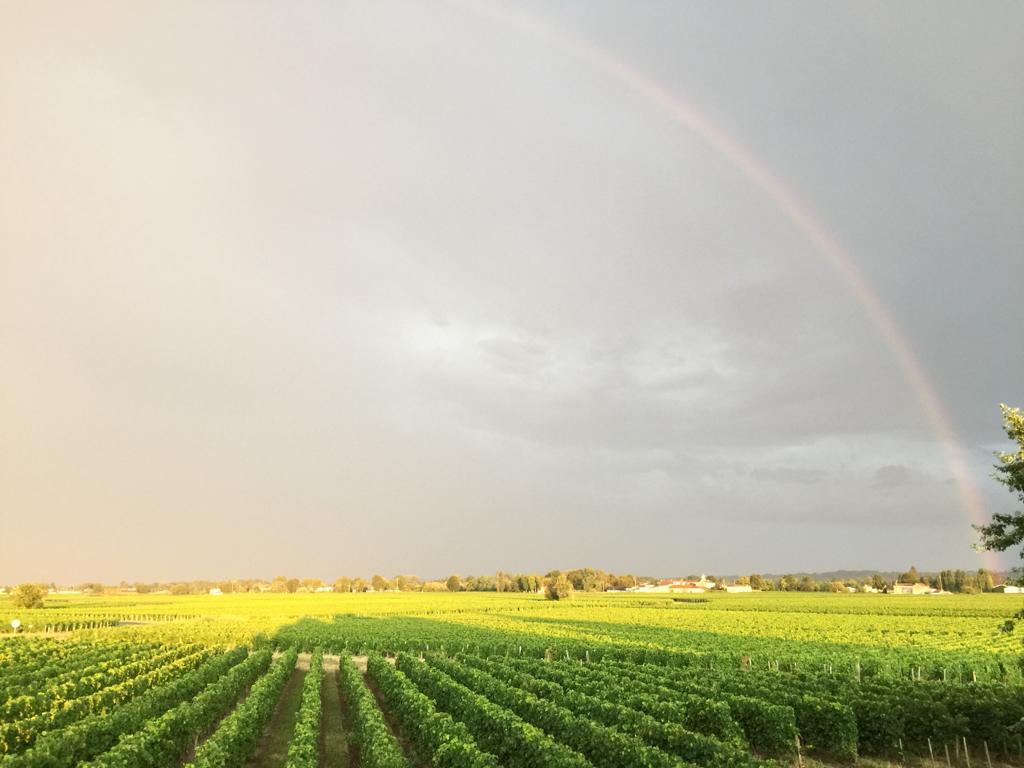 La vigne du Château Les Cabannes