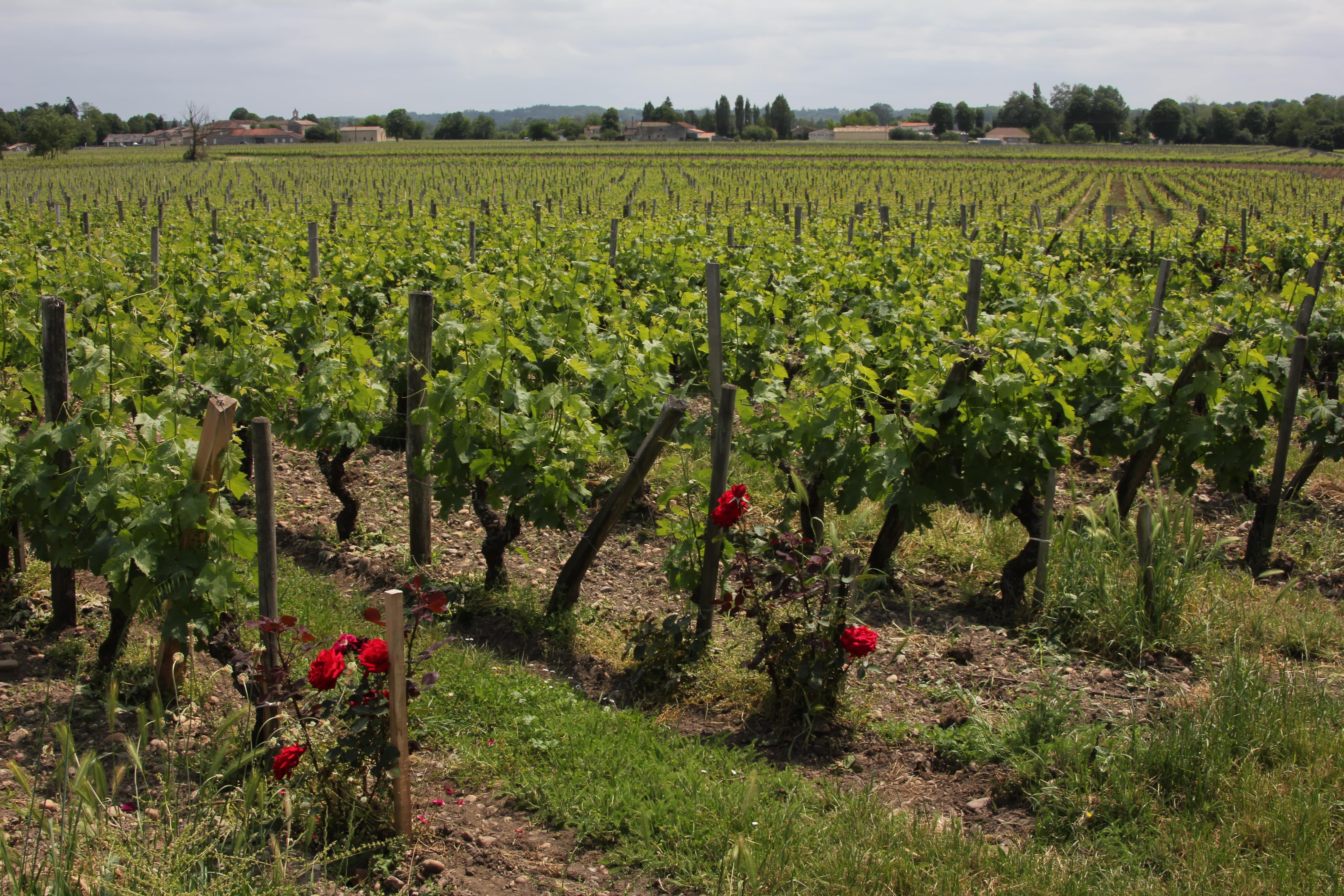 Le vignoble du château Les Cabannes