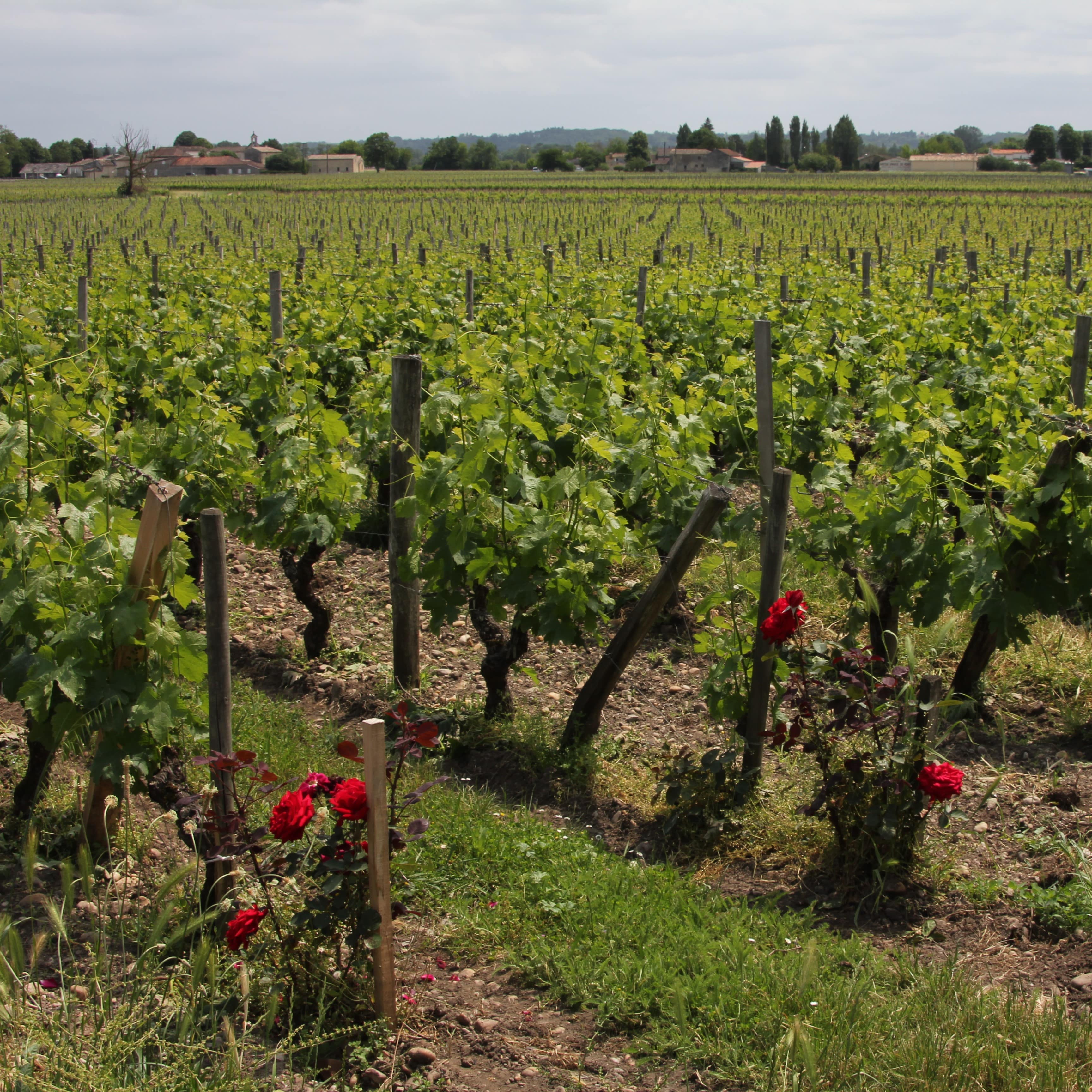 Le vignoble du château les Cabannes