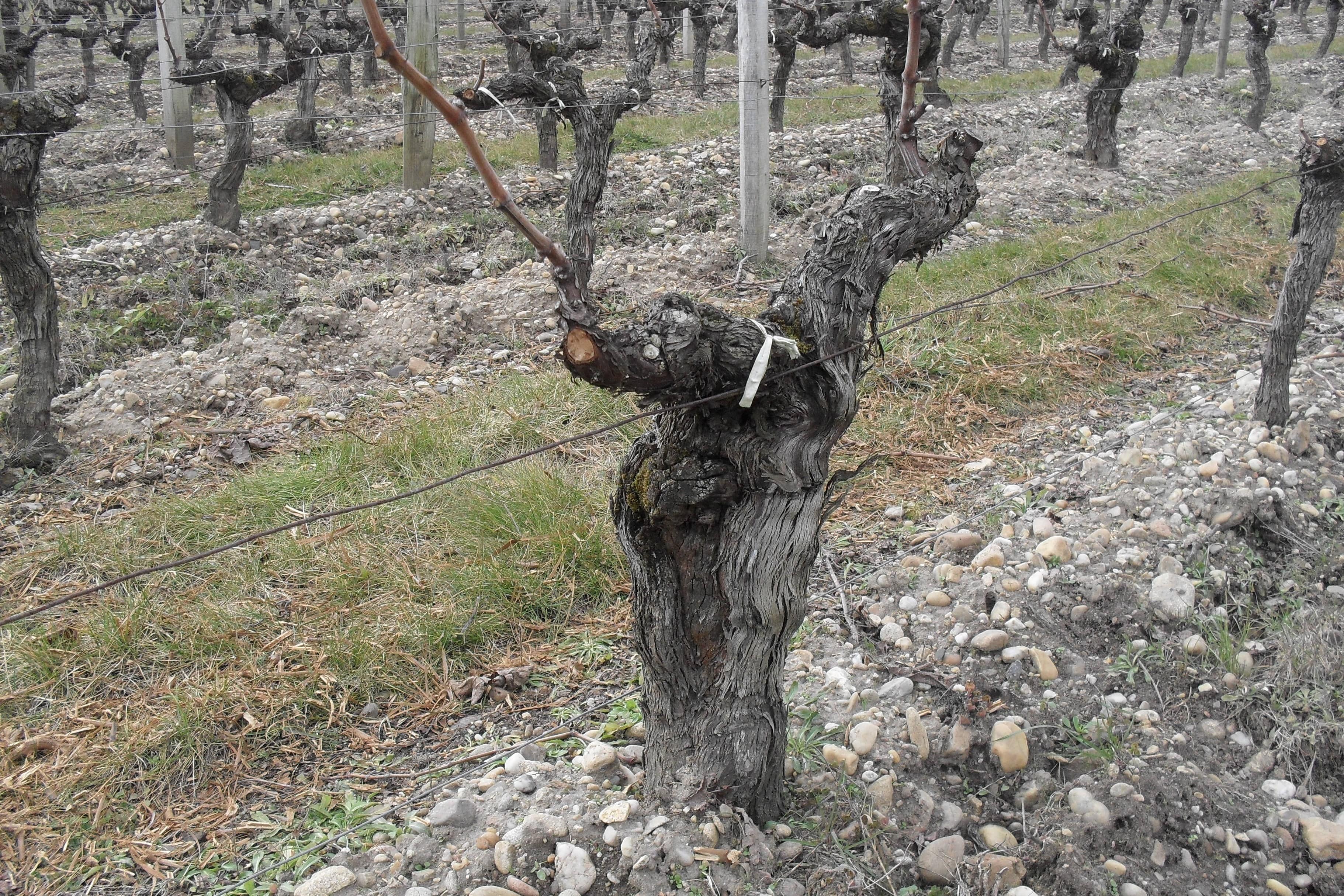 55 year old vine on gravel soil at Les Cabannes