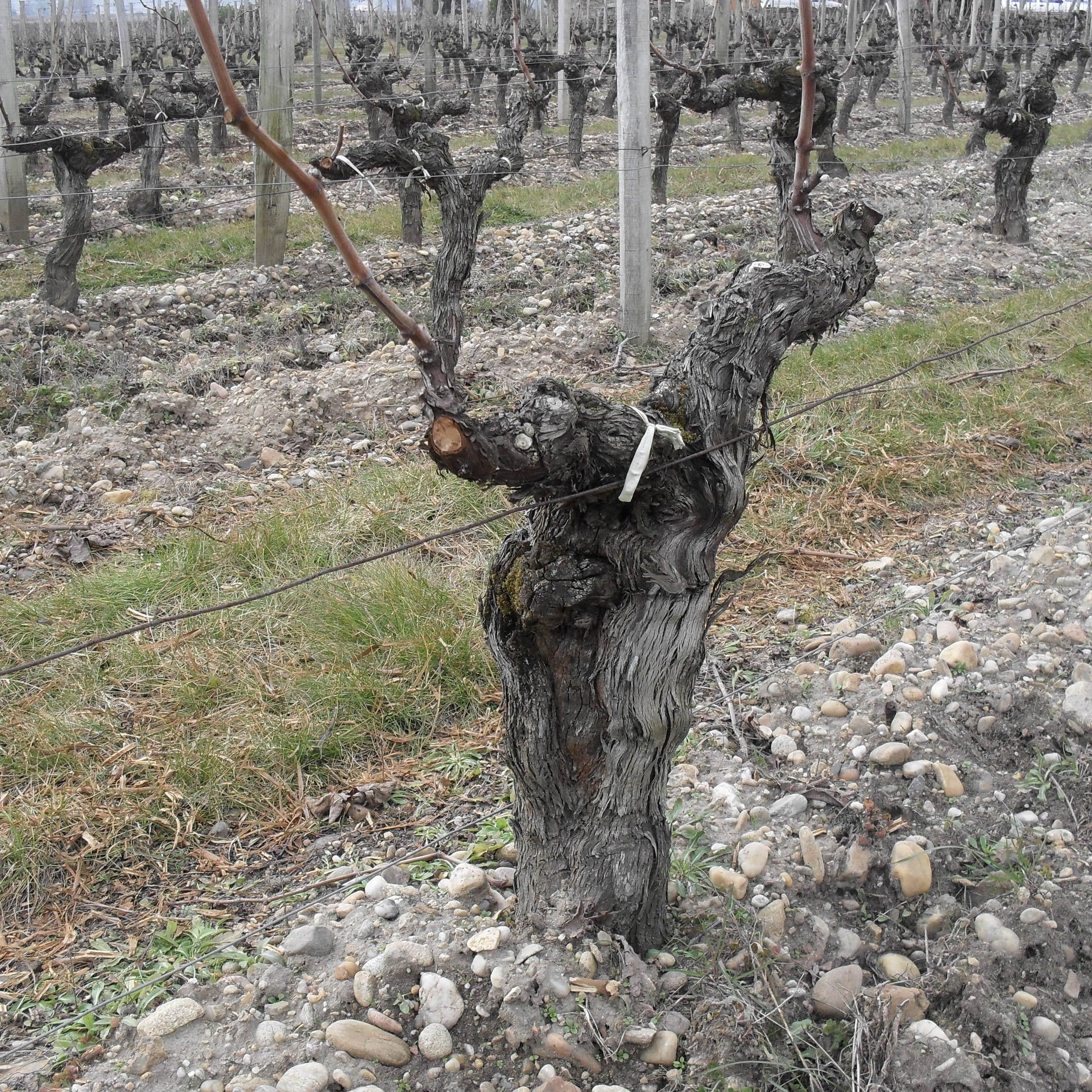 55 year old vine on gravel soil at Les Cabannes