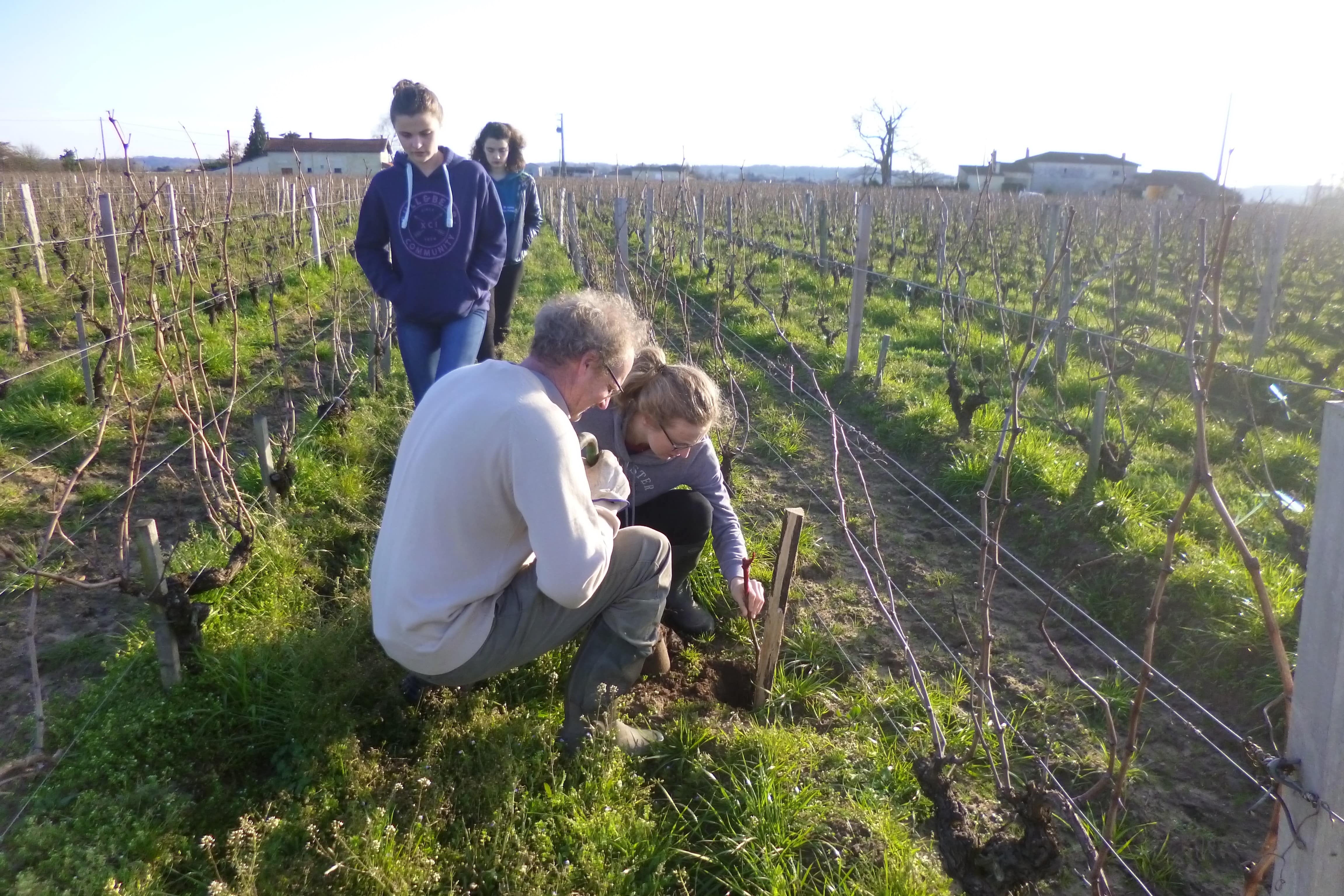 Remplacement des pieds de vigne en famille