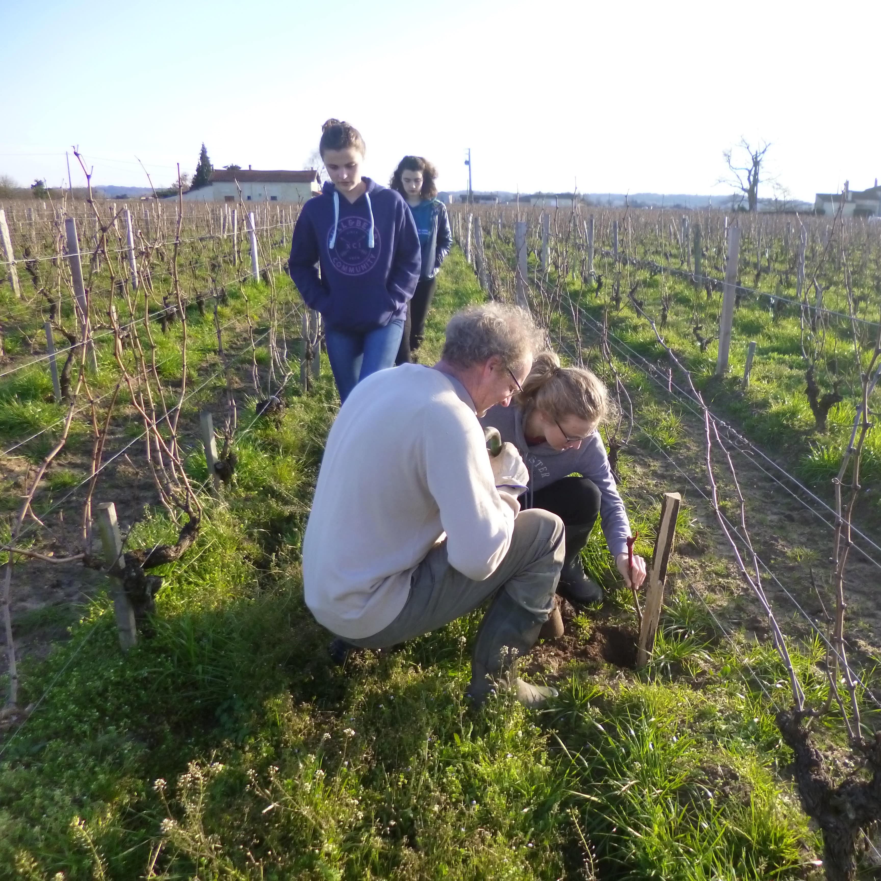 Remplacement des pieds de vigne en famille